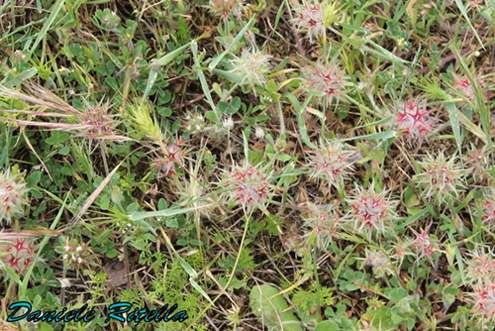 Trifolium stellatum